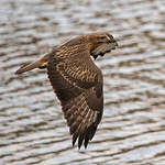 Buse variable