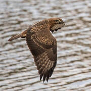 Common Buzzard