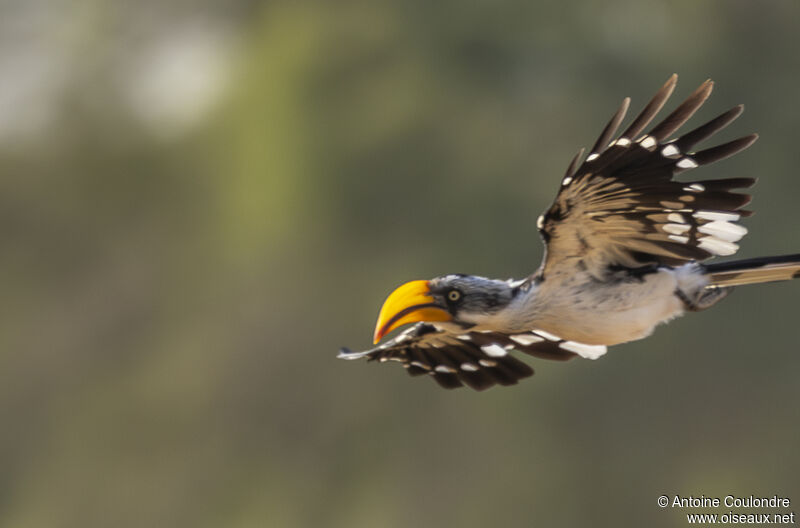 Eastern Yellow-billed Hornbill female adult, Flight