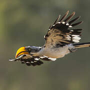 Eastern Yellow-billed Hornbill