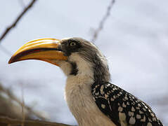 Eastern Yellow-billed Hornbill