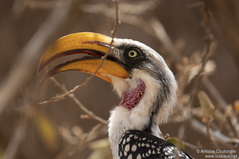 Eastern Yellow-billed Hornbill male adult, close-up portrait