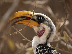 Eastern Yellow-billed Hornbill