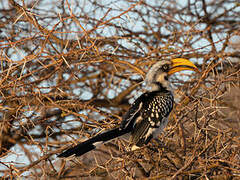 Eastern Yellow-billed Hornbill