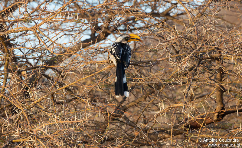 Eastern Yellow-billed Hornbill female adult