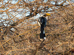 Eastern Yellow-billed Hornbill