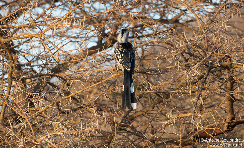 Eastern Yellow-billed Hornbill female adult