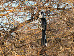 Eastern Yellow-billed Hornbill