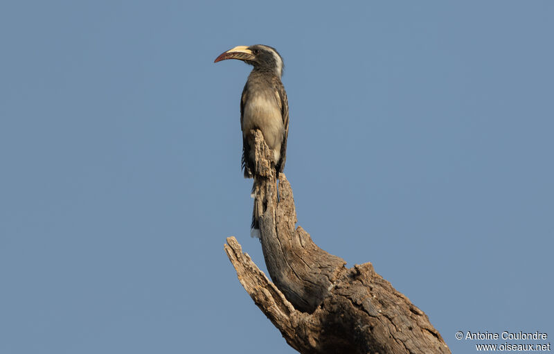 African Grey Hornbill female adult