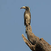 African Grey Hornbill