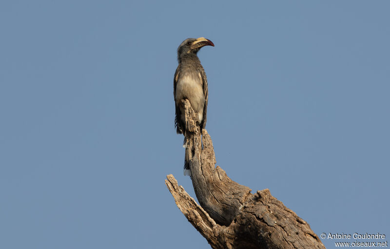 African Grey Hornbill female adult