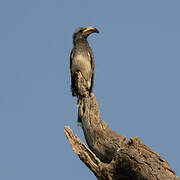 African Grey Hornbill