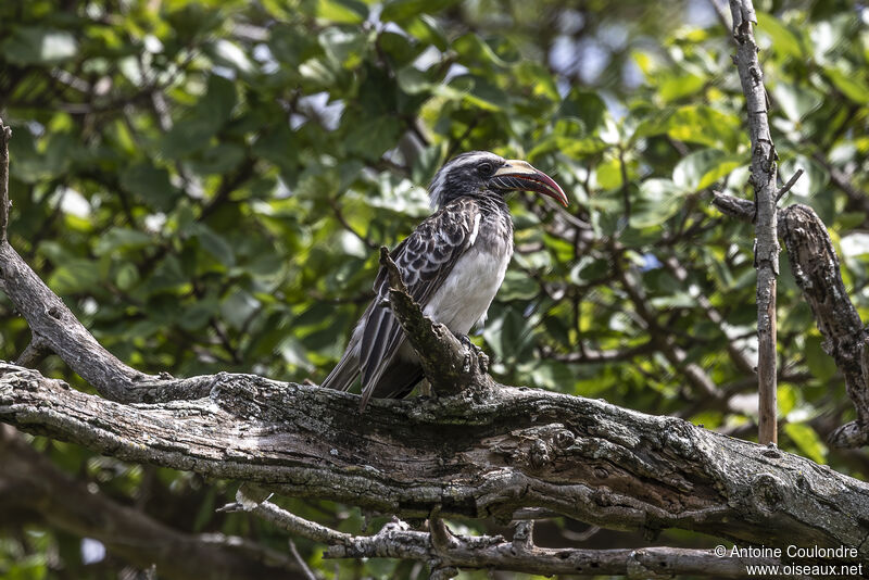 African Grey Hornbill female adult