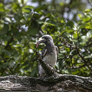 African Grey Hornbill