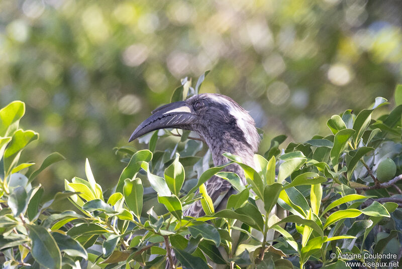 African Grey Hornbill male adult