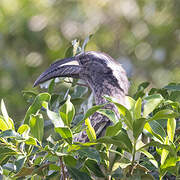 African Grey Hornbill