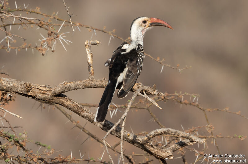 Northern Red-billed Hornbilladult