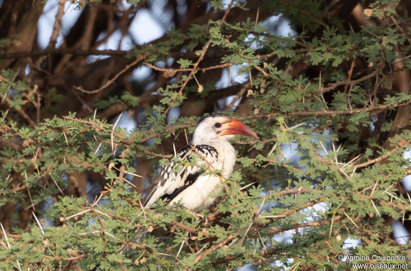 Northern Red-billed Hornbilladult