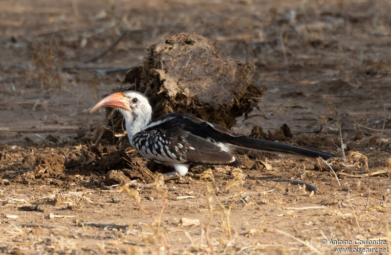 Northern Red-billed Hornbilladult