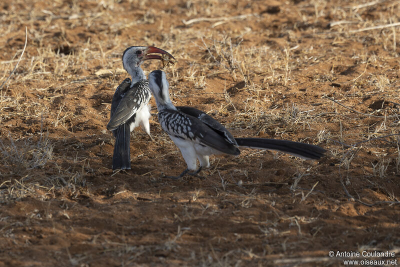 Northern Red-billed Hornbilladult breeding, courting display