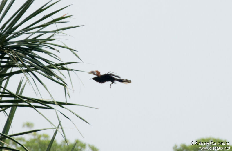 Black-casqued Hornbill female adult, Flight