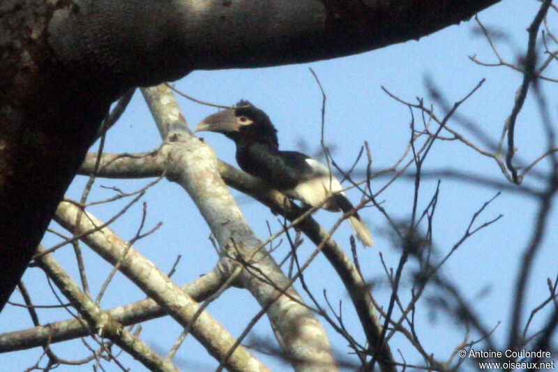 White-thighed Hornbill female adult