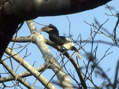 White-thighed Hornbill