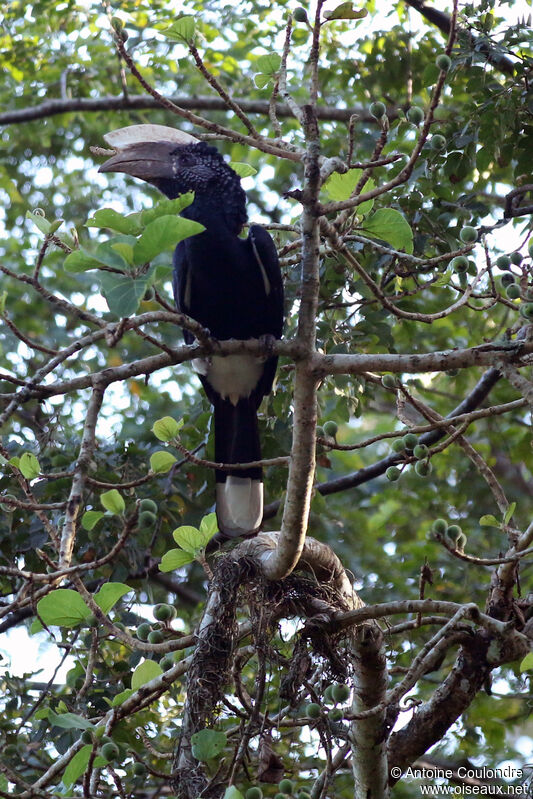 Silvery-cheeked Hornbill male adult