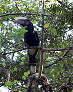 Silvery-cheeked Hornbill