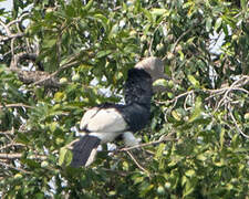 Black-and-white-casqued Hornbill