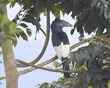 Black-and-white-casqued Hornbill