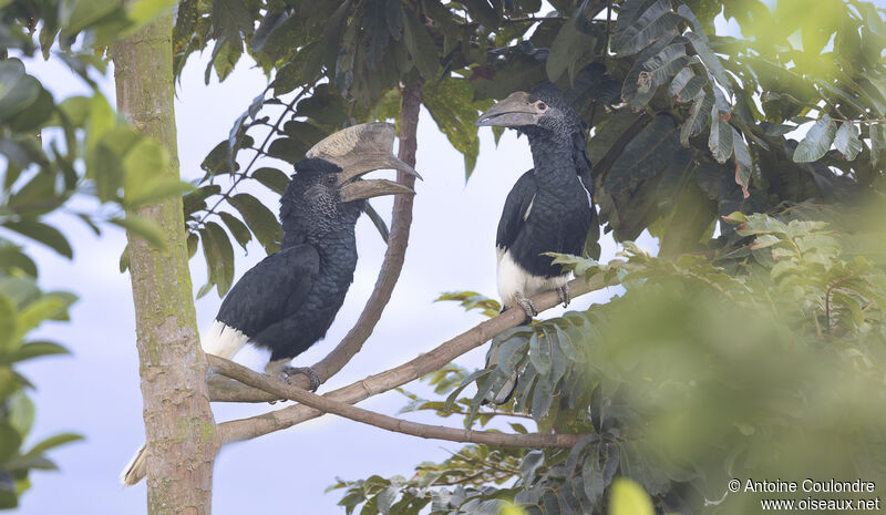 Black-and-white-casqued Hornbilladult breeding