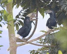 Black-and-white-casqued Hornbill