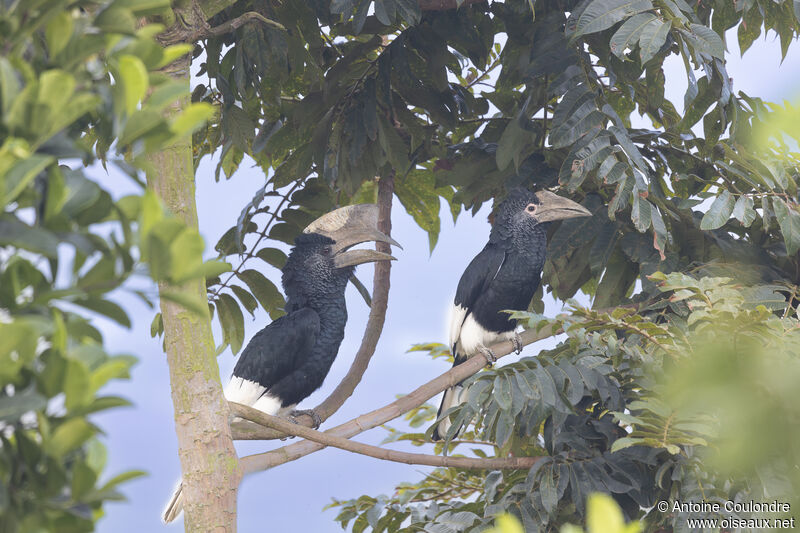 Black-and-white-casqued Hornbilladult breeding