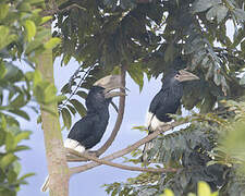 Black-and-white-casqued Hornbill