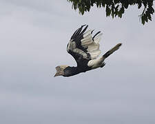 Black-and-white-casqued Hornbill