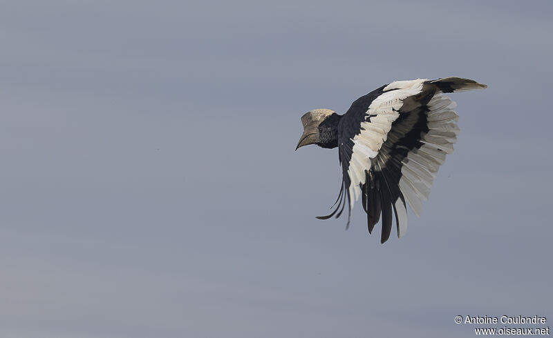 Black-and-white-casqued Hornbill male adult breeding, Flight