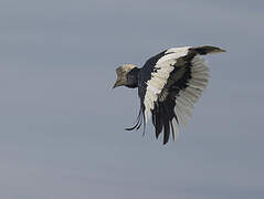 Black-and-white-casqued Hornbill