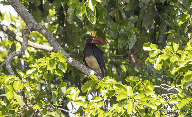 Crowned Hornbilladult