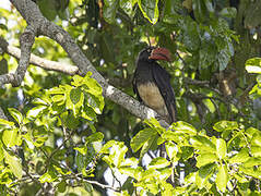 Crowned Hornbill