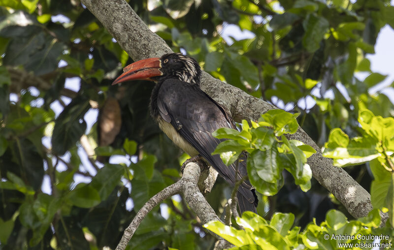 Crowned Hornbilladult