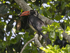 Crowned Hornbill