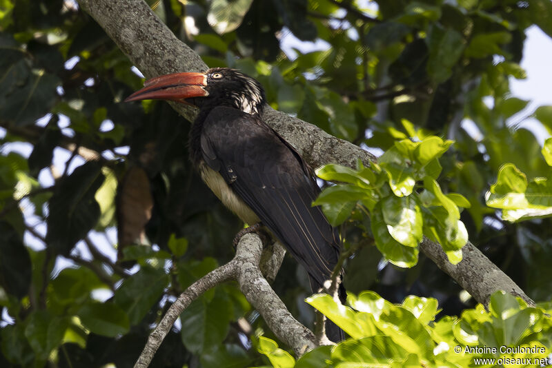 Crowned Hornbilladult