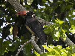 Crowned Hornbill