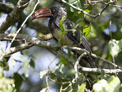 Crowned Hornbill