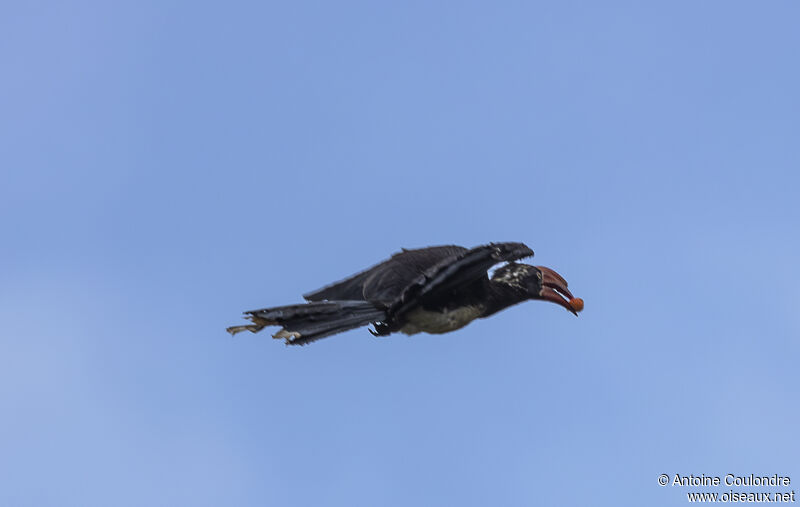 Crowned Hornbilladult, Flight, eats