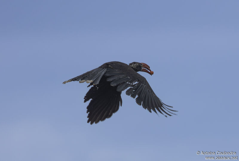 Crowned Hornbilladult, Flight, eats