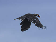 Crowned Hornbill