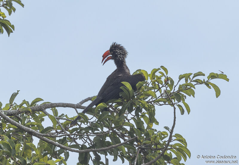 Crowned Hornbilladult