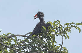 Crowned Hornbill